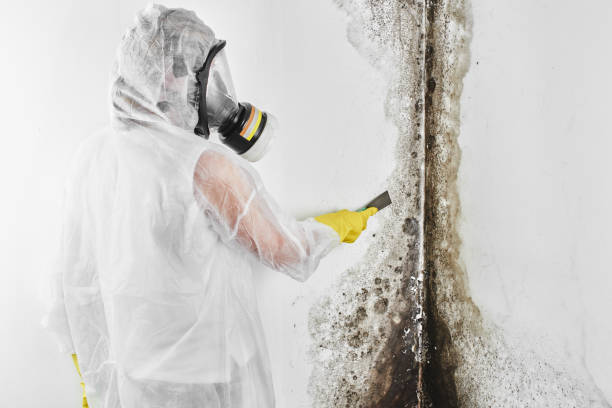 Certified Mold Removal in La Fayette, AL