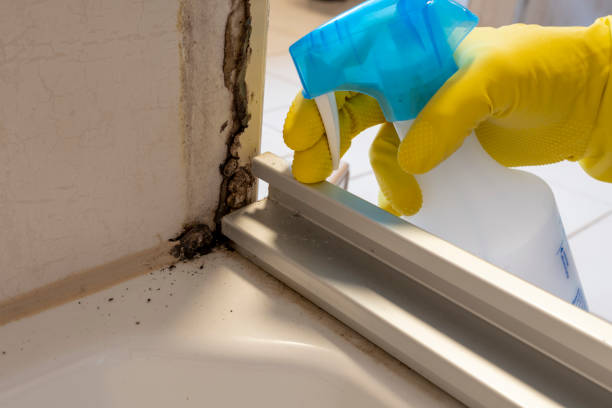 Best Toxic Mold Removal  in La Fayette, AL