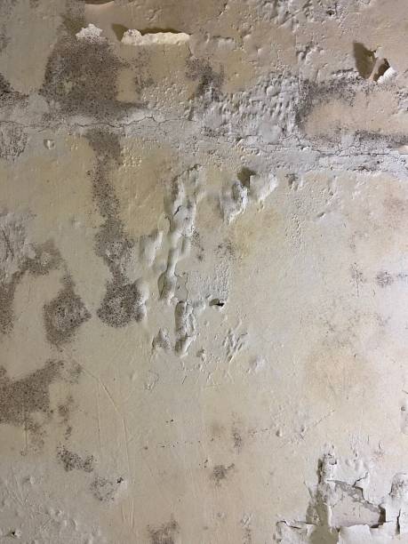 Best Mold Damage Repair  in La Fayette, AL