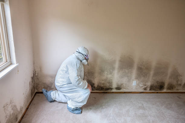Best Mold Removal and Inspection  in La Fayette, AL