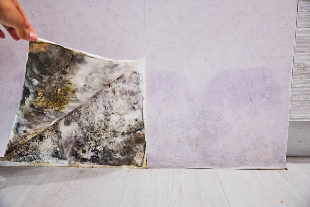 Best Certified Mold Removal  in La Fayette, AL